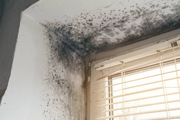 Mold Remediation service in McKinney, McKinney, TX